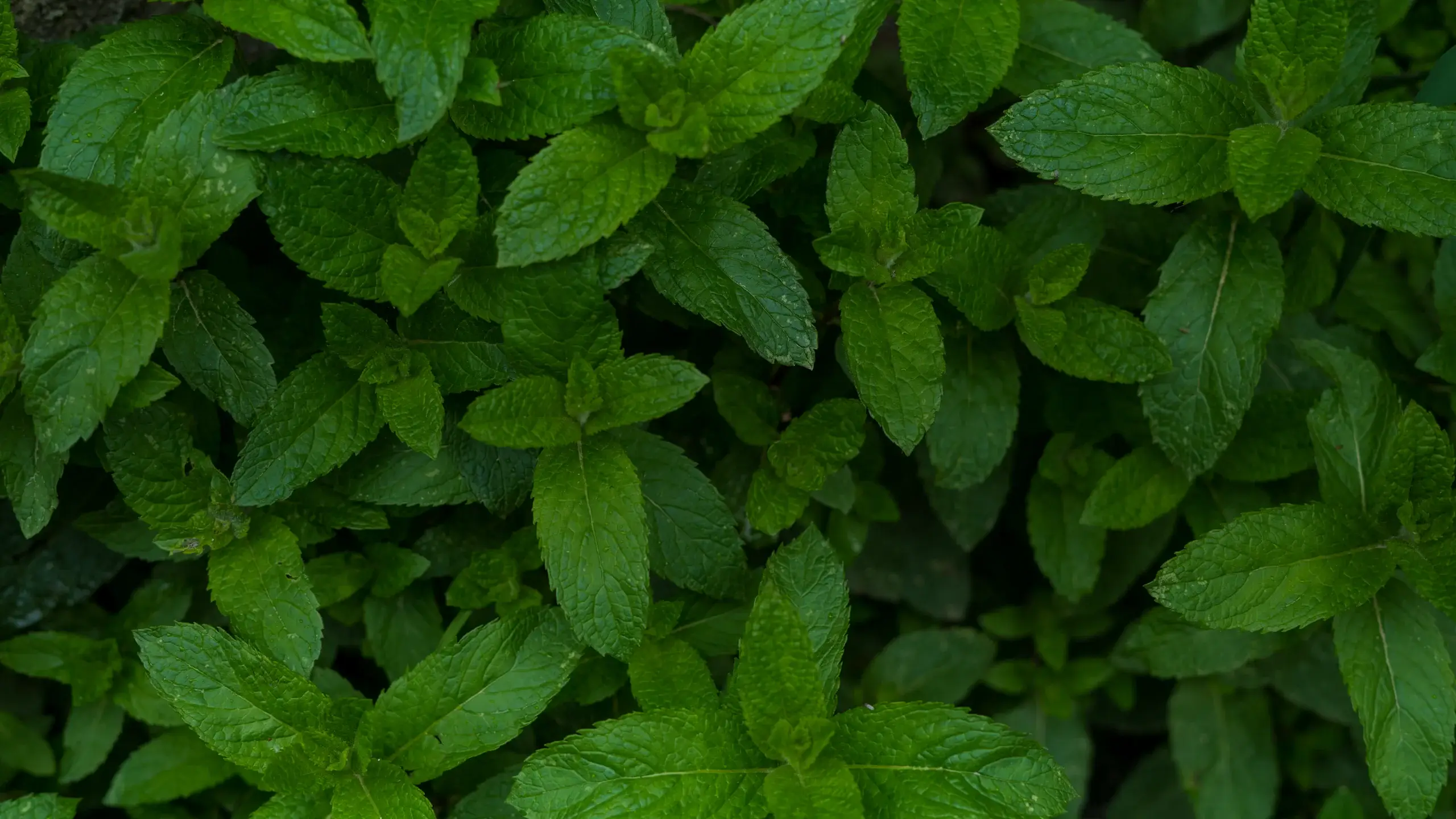 Feuilles de menthe poivrée vues de dessus