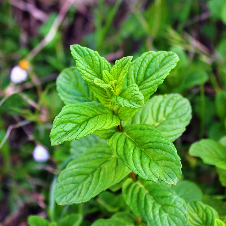 Jeune pousse de menthe poivrée aux feuilles dentelées