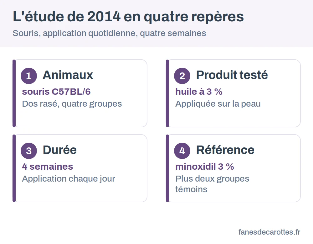 Schéma du protocole de l'étude sur souris : quatre groupes, quatre semaines, application quotidienne