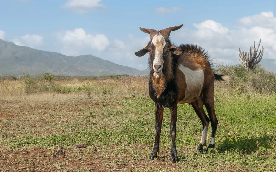 Chèvre domestique debout dans un paysage sec